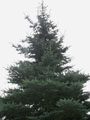 ель